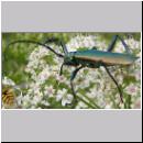 Aromia moschata - Moschusbock 09.jpg